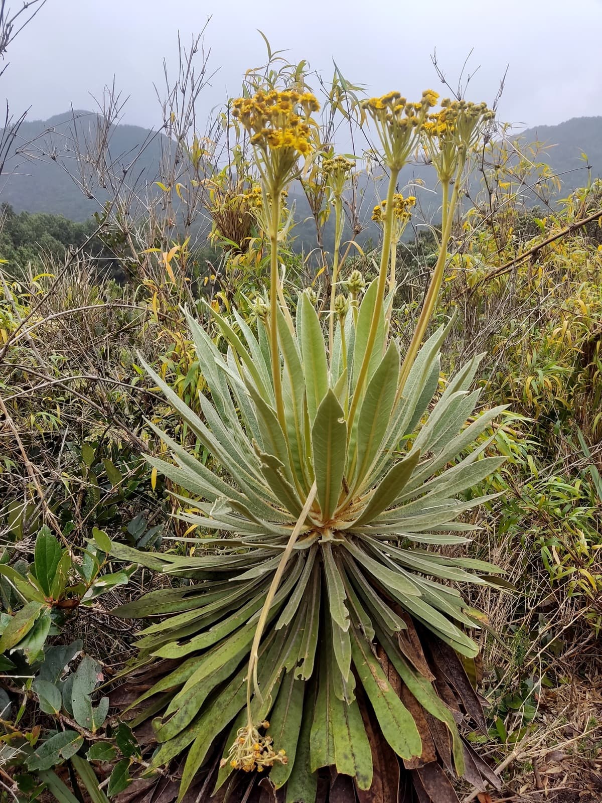 Conexión Cerros 2