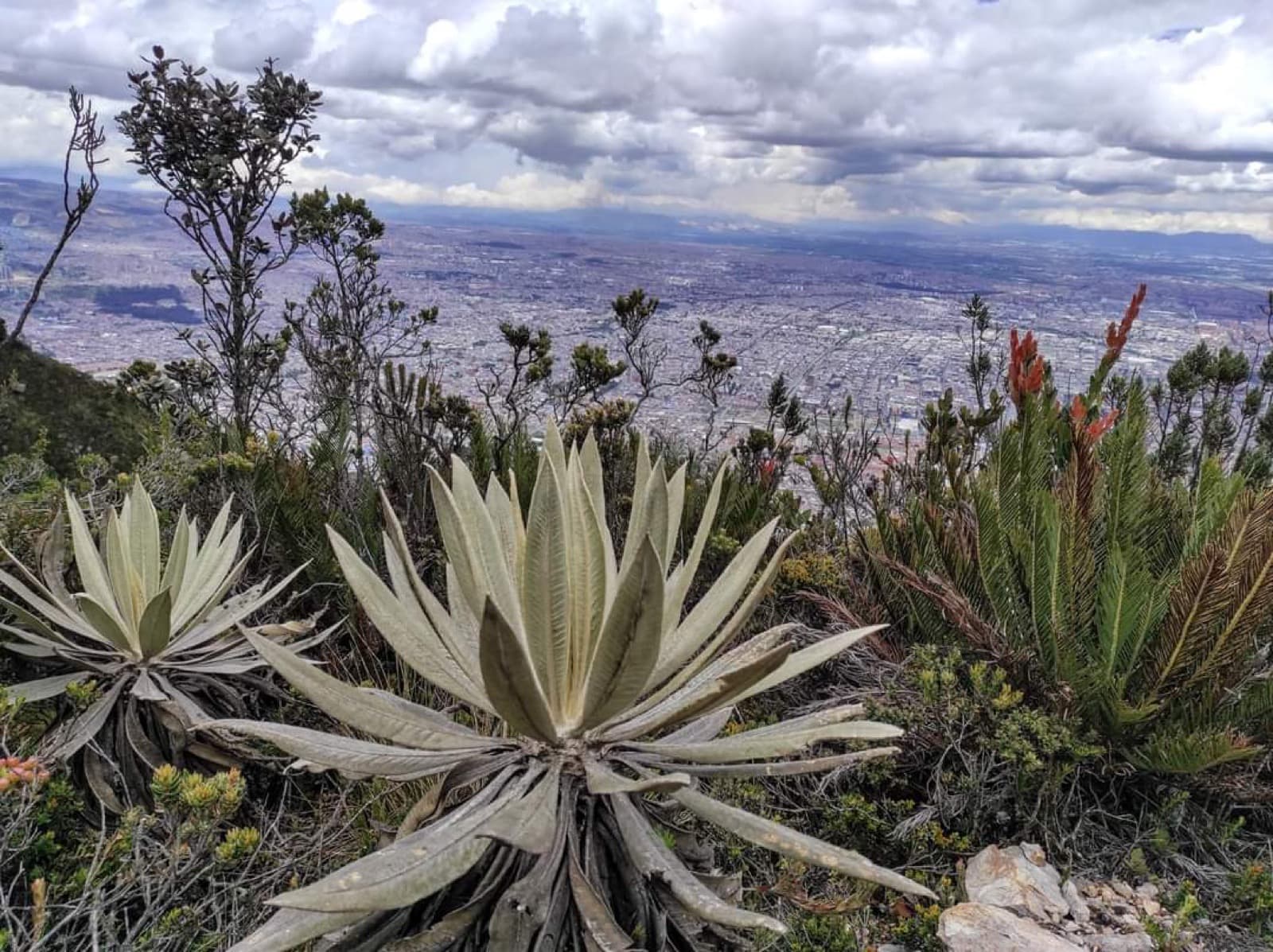 Guadalupe 5